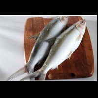 ikan bandeng frozen 500gr