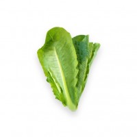 Selada Romaine / Romaine Lettuce Organik 200gr