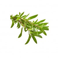 Thyme Organik 50gr