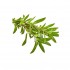 Thyme Organik 50gr