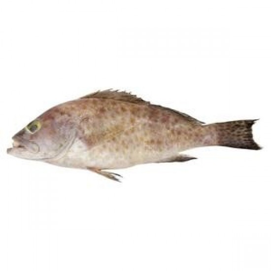 Ikan Kerapu Frozen 500gr