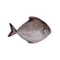 Ikan Bawal Hitam Frozen 500gr