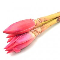 Kecombrang Organik 200gr